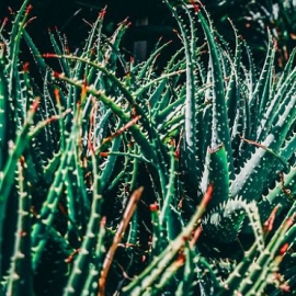 Aloe vera sérum